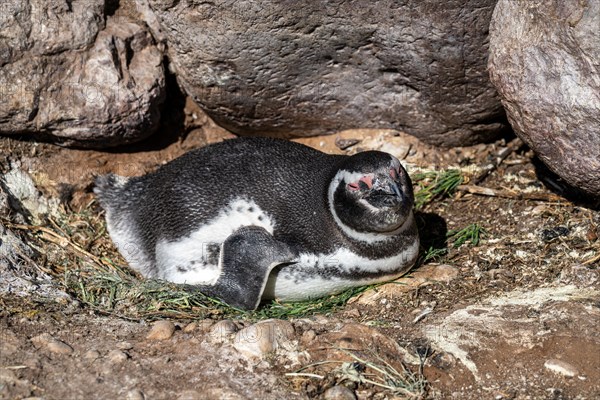 Magellanic penguin