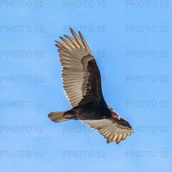 Turkey vulture