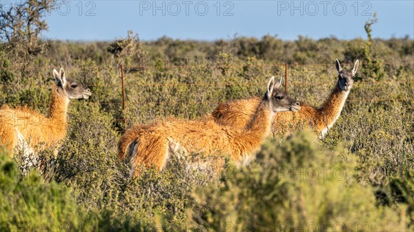 Guanaco