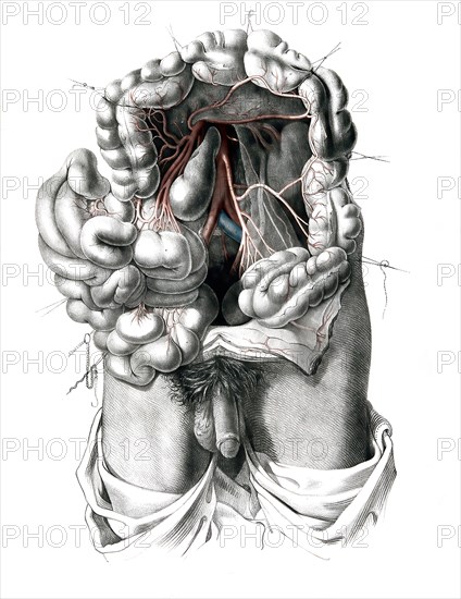 Human anatomy