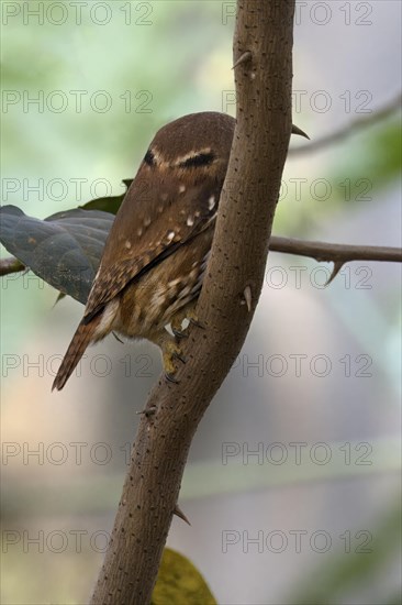 Ferruginous Pygmy-Owl