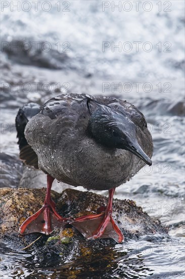 Brazilian merganser