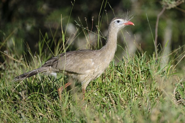 Red-legged Seriema