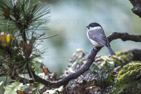 Marsh Tit