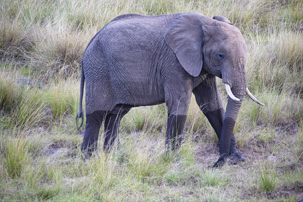 African elephant