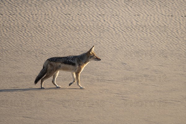 Black-backed jackal