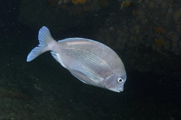 Bronze bream