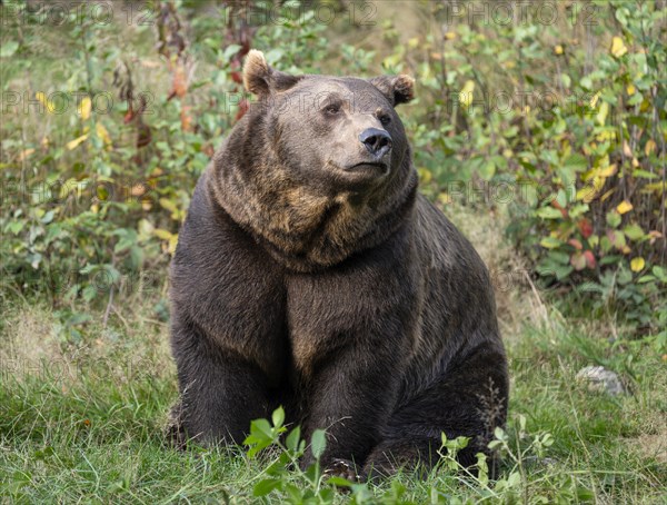 Brown bear