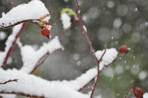 Rosehips in winter with snow