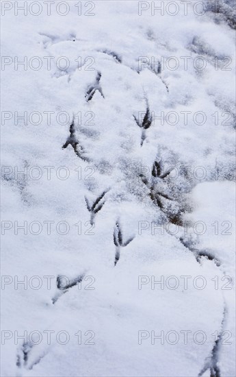 Bird tracks in the snow