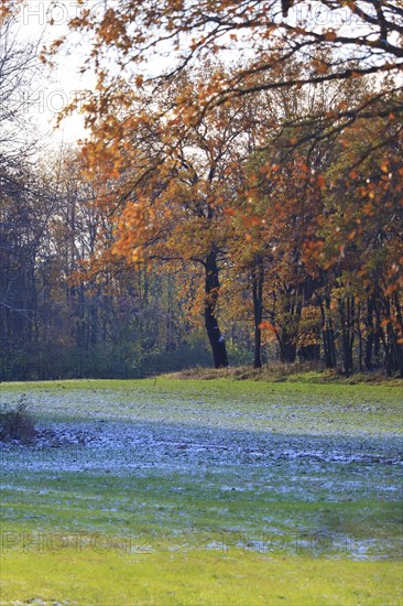 Trees in late autumn with first snow