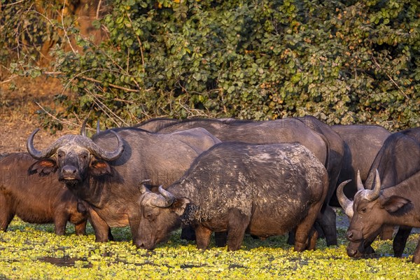 African buffalo