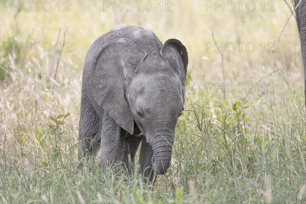 African elephant