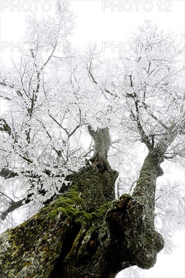 Hoarfrost
