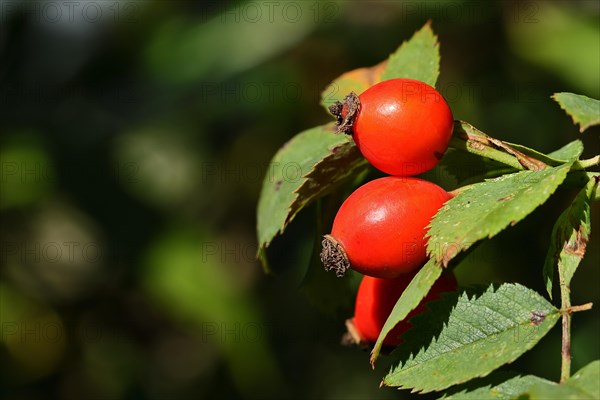 Ripe rosehip fruit of the dog rose