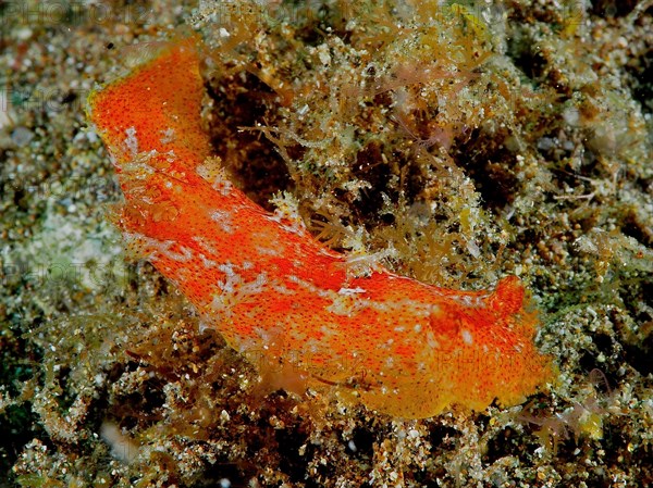 Madeira nudibranch
