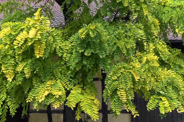 Autumn leaves of a false acacia