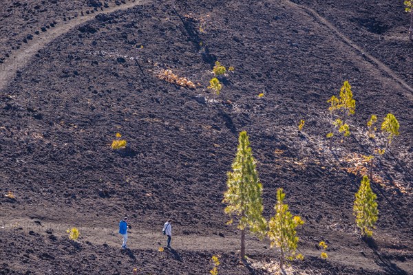 Canary Island pines