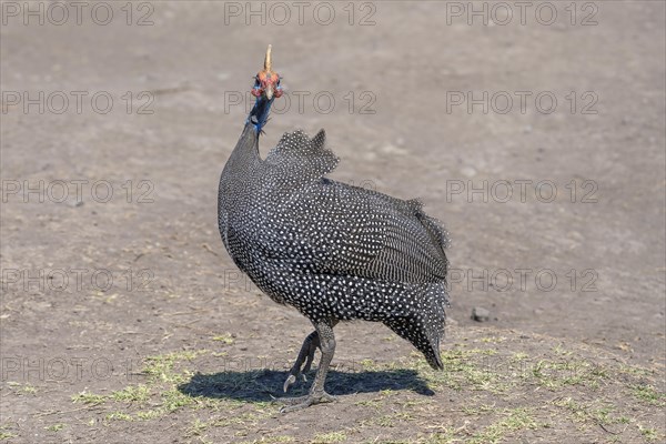 Helmeted guineafowls