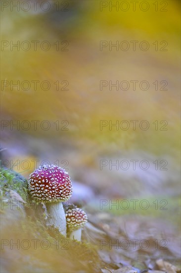 Fly agarics