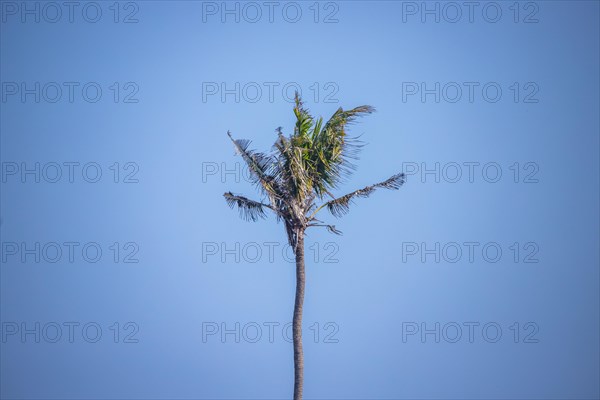 Large palm tree against a blue sky