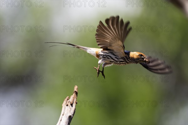 Lesser striped swallow