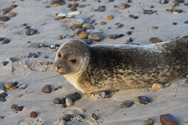 Seal on the beach