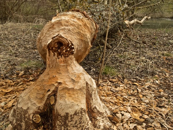 Tree gnawed by a beaver