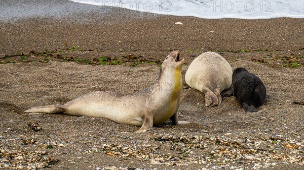 Southern elephant seal