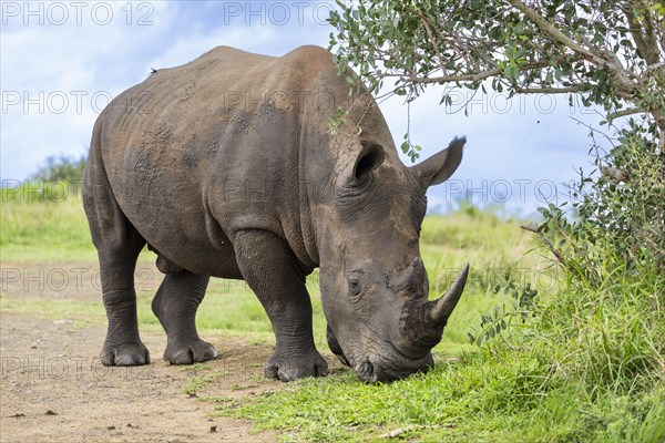 White rhinoceros