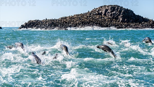 South American sea lion