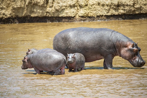 Hippopotamus