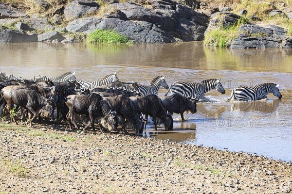 Plains zebra