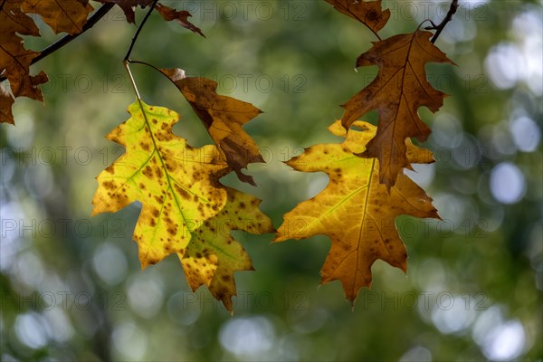 Autumnal discoloured leaves of the northern red oak