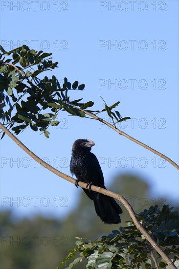 Smooth-billed Ani