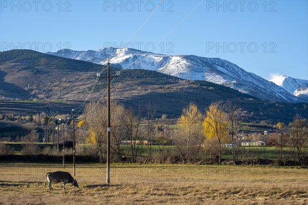 Heads of cattle in the Cerdanya area in the province of Gerona in Catalonia in Spain