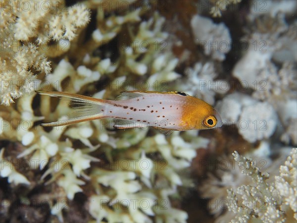 Juvenile duke pigmy wrasse