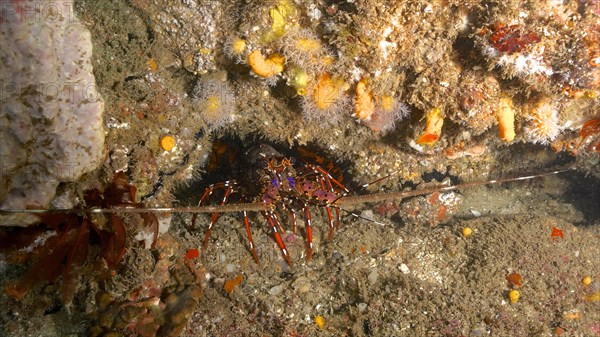 Long-legged long-legged spiny crayfish