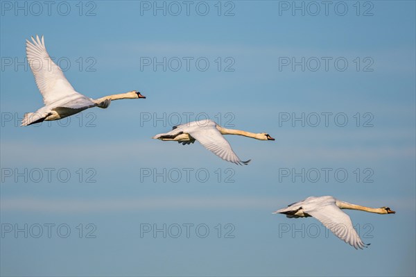 Mute Swan