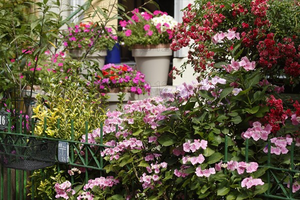 Front garden with garden fence and flower pots