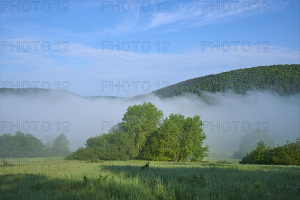 Meadow