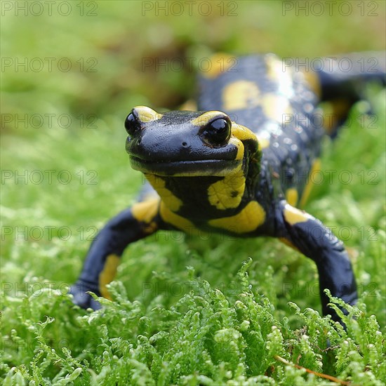 Fire salamander