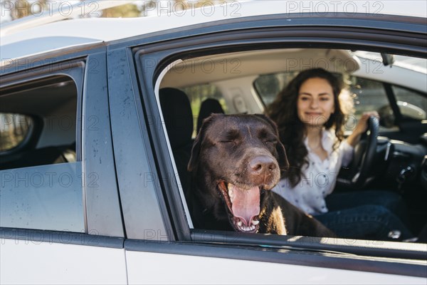 Big black dog car 2