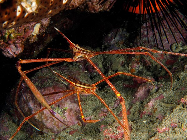 Two specimens of arrow crab