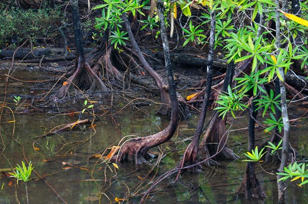 Mangrove forest