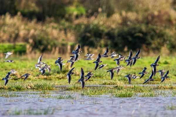 Redshank