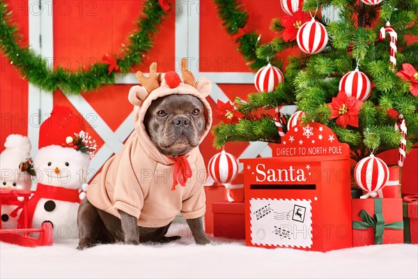 Cute French Bulldog dog wearing Reindeer costume sweater between seasonal Christmas decoration