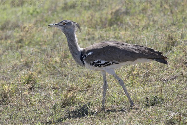 Kori bustard