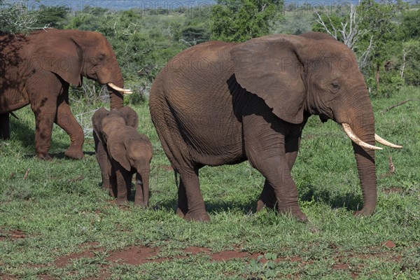 African elephant