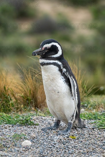 Magellanic penguin